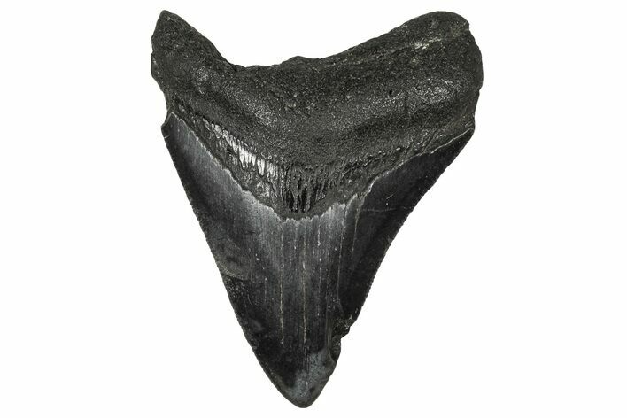 Serrated, Colorful, Fossil Megalodon Tooth - Georgia #340455